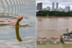 Venom in the Floodwaters: China’s Unseen Disaster