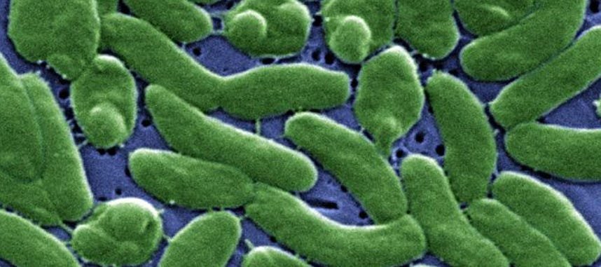 Louisiana Vibrio vulnificus Outbreak: 5 Dead as Health Officials Issue Warning